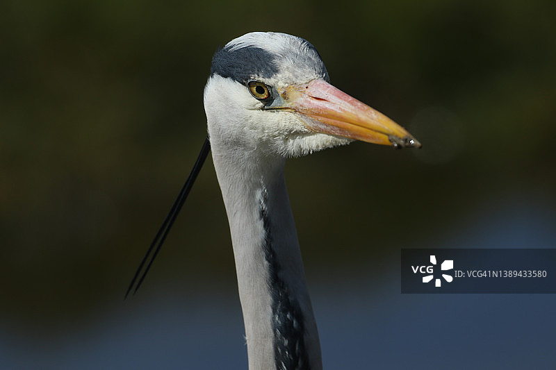 苍鹭在河岸边捕食的头部特写图片素材