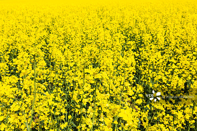 油菜籽领域图片素材
