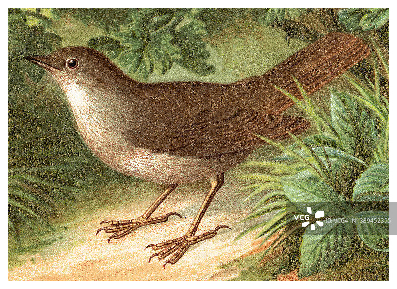 夜莺鸟蛋的彩色石印插图图片素材