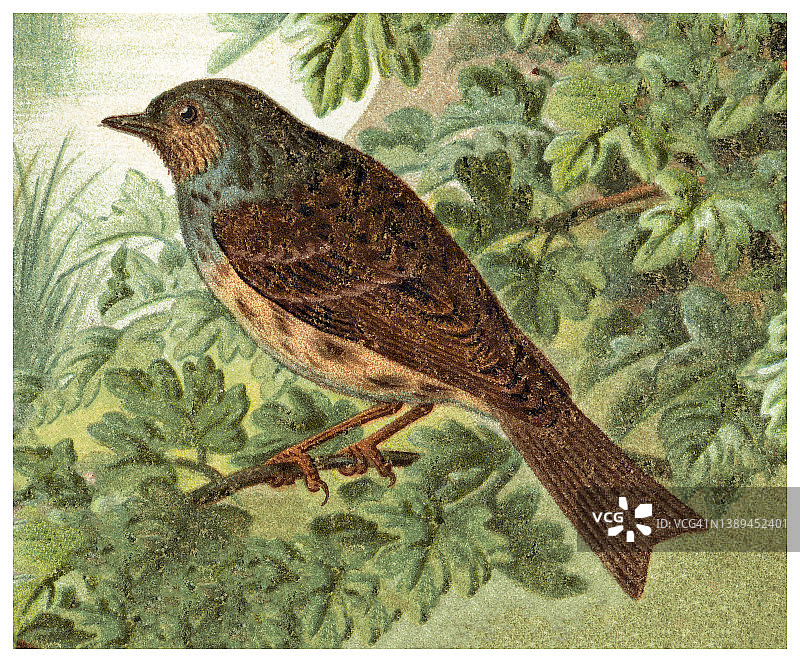 老式彩色石印鸟类学插图： Dunnock（Prunella modularis，Accentor modularis）图片素材