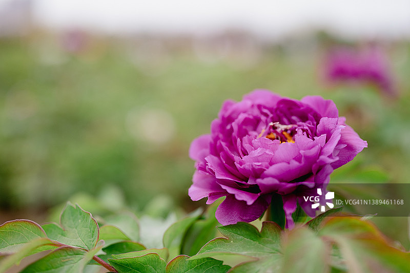 春日花园中的牡丹花图片素材