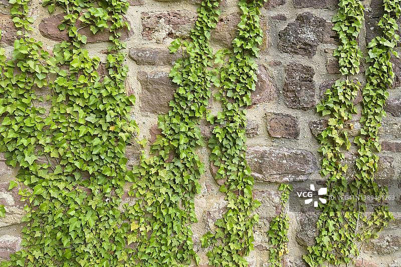 内卡施泰纳赫城堡墙上的常春藤，内卡河，巴登-符腾堡州，德国图片素材