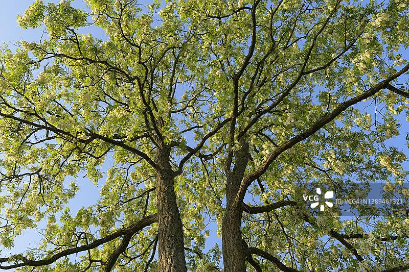 德国巴伐利亚弗兰肯地区维尔茨堡盛开的刺槐图片素材