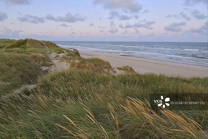 清晨的沙丘景观：位于丹麦中日德兰北海图片素材