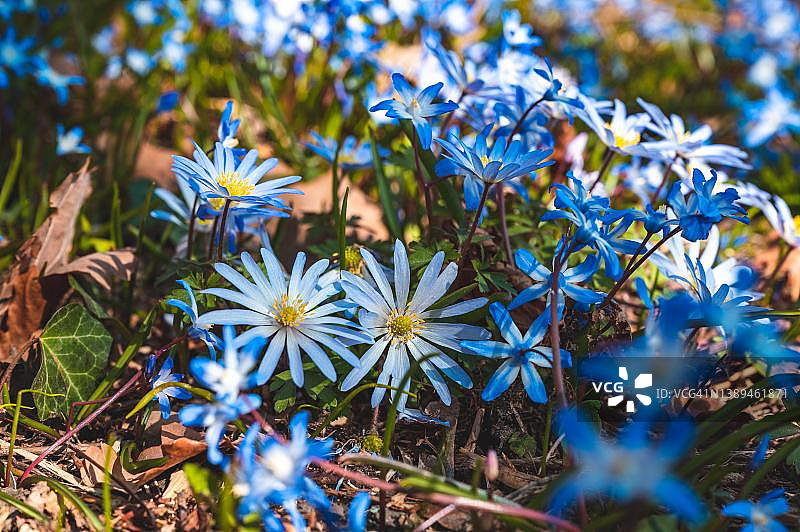 德国下萨克森州汉诺威的蓝色银莲花田图片素材
