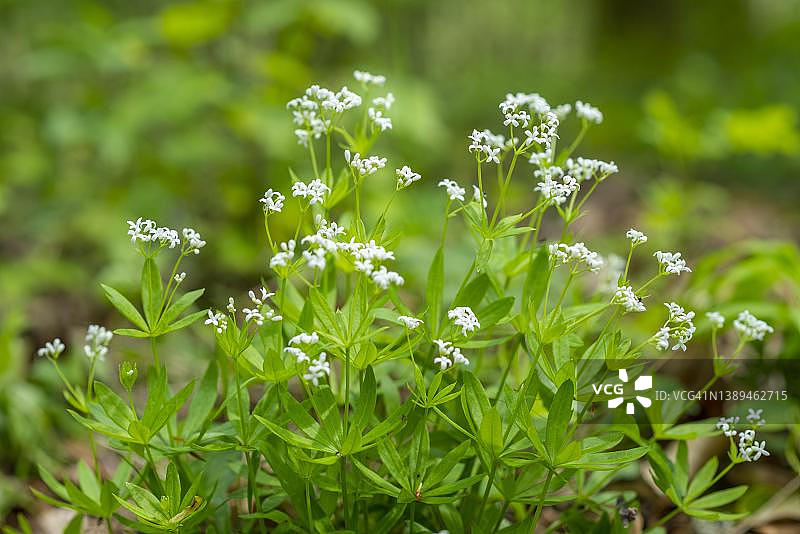欧洲香车叶草开花，德国图林根图片素材