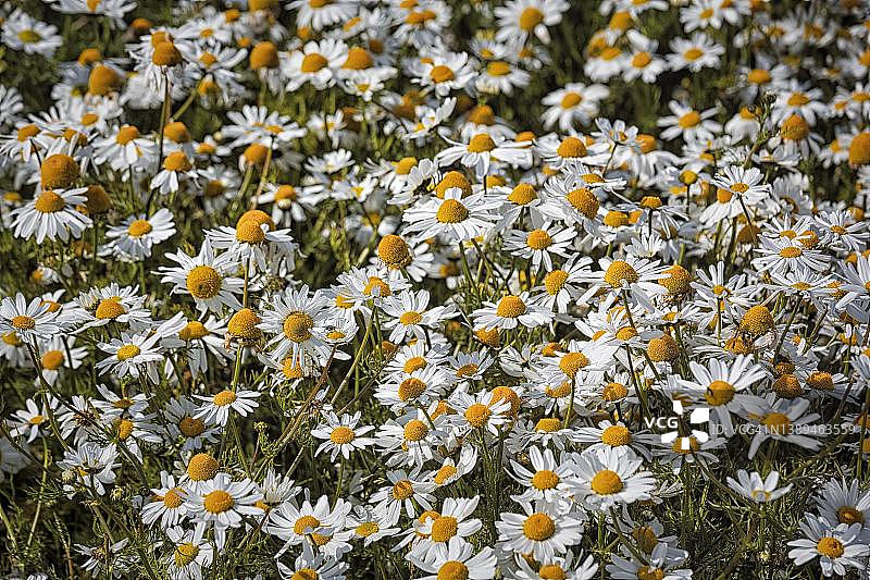冰岛西峡湾半岛霍尔马维克夏季洋甘菊俯视图图片素材
