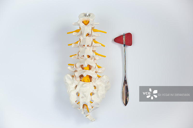 腰椎模型和反射锤的俯视图图片素材
