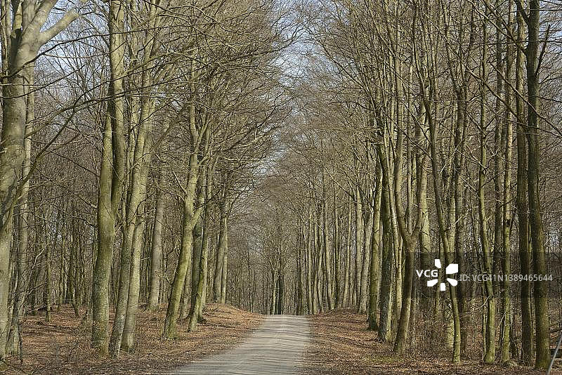 瑞典山毛榉森林春季景观图片素材