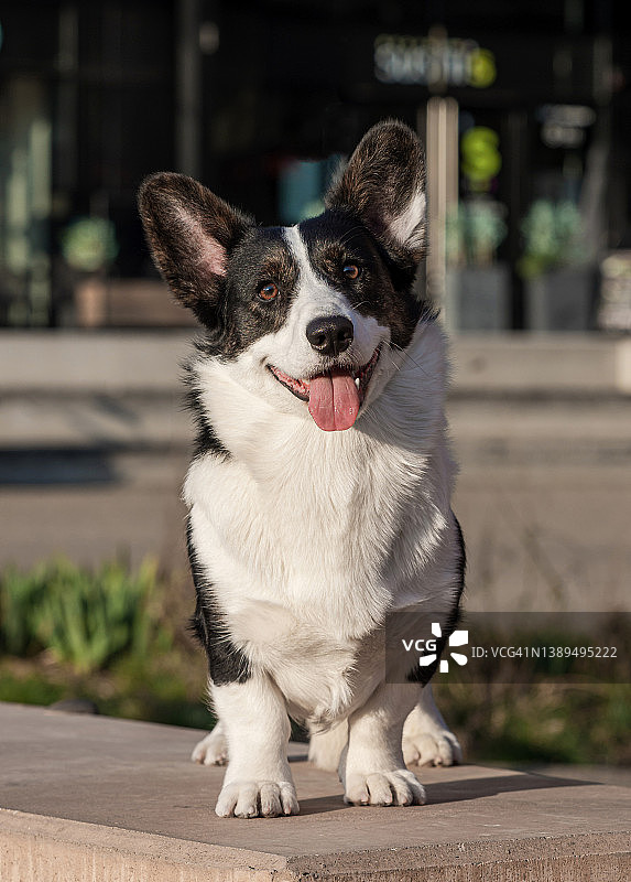 黑白花色的威尔士柯基犬卡迪根，以地鼠姿势站立图片素材