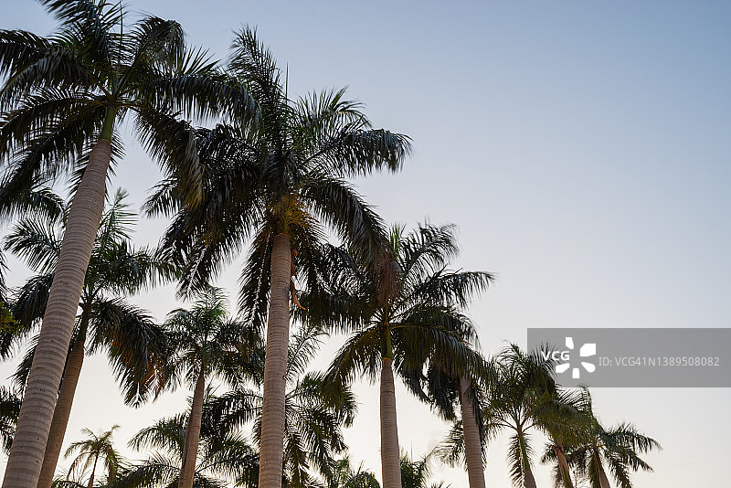 夕阳下的棕榈树图片素材