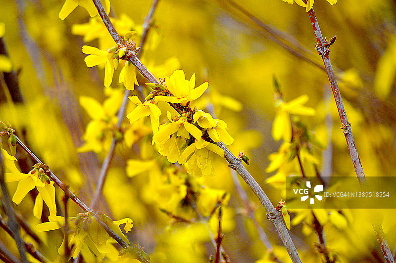 林伍德的金钟花图片素材