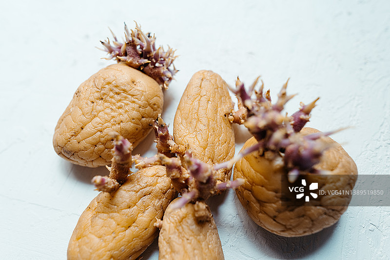 发芽的马铃薯图片素材