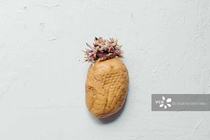 发芽的马铃薯图片素材