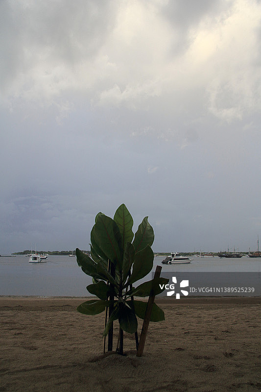 海滩上的红树林图片素材