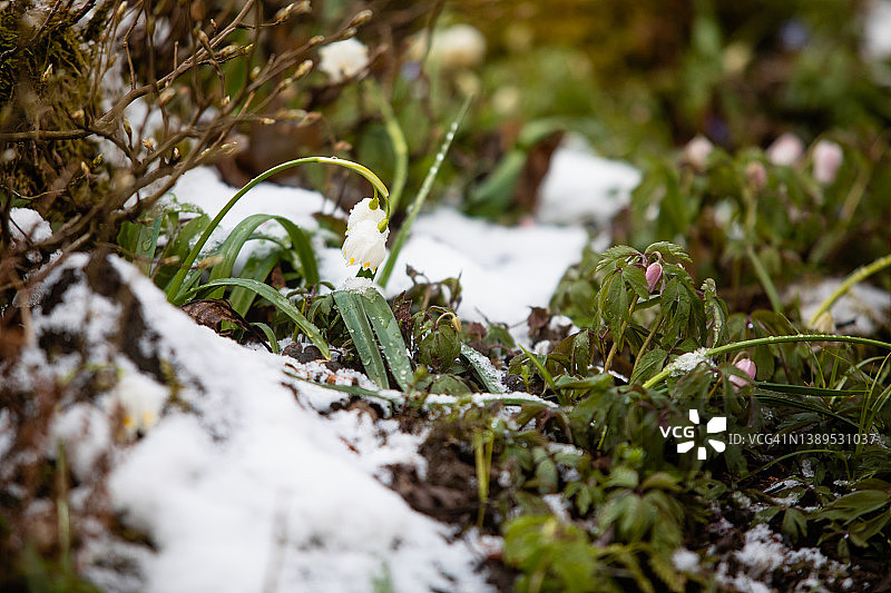 初春的野花图片素材