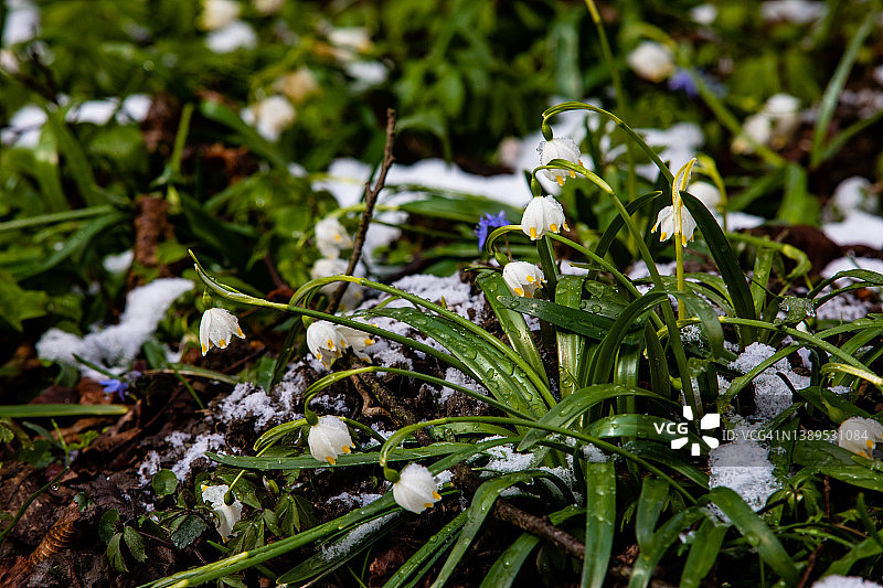 初春的野花图片素材