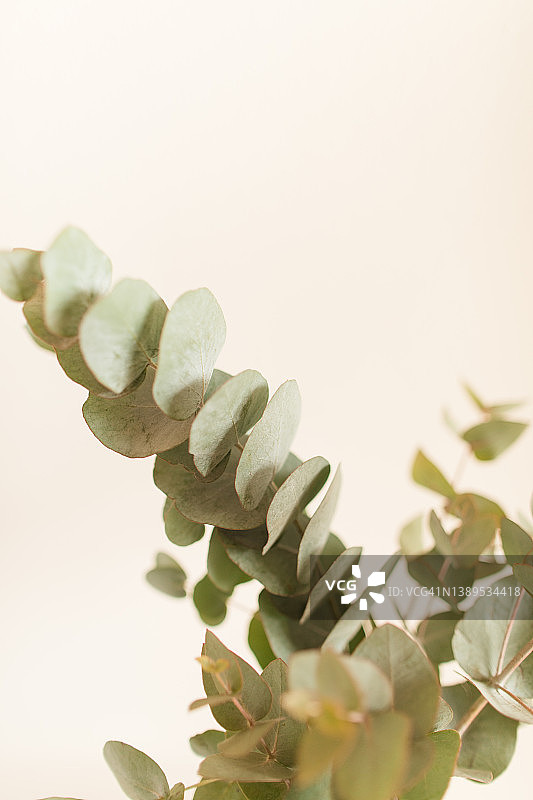 中性浅色背景前精致的鼠尾草绿色桉树枝图片素材