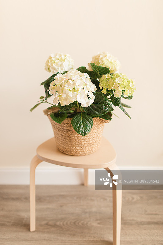 盛开的白色绿色绣球花图片素材