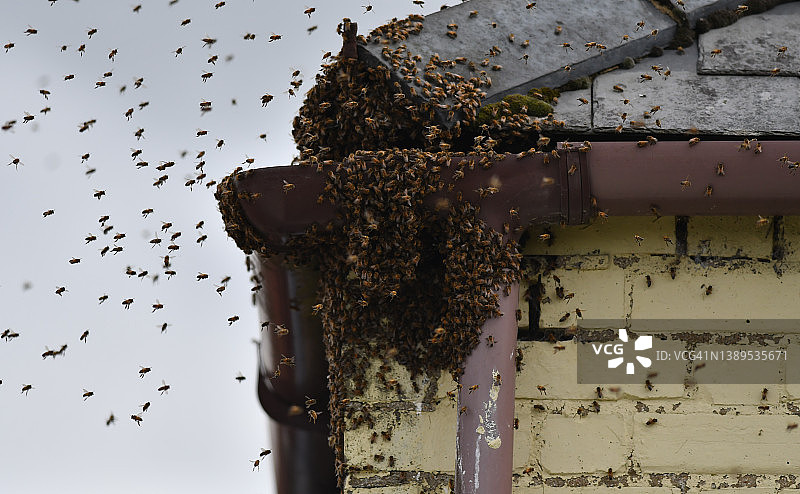 蜂群图片素材