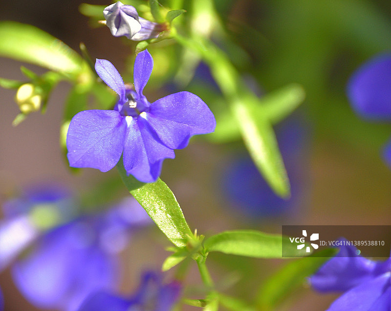 海豚花图片素材