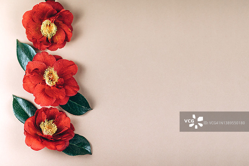 山茶花春天背景图片素材