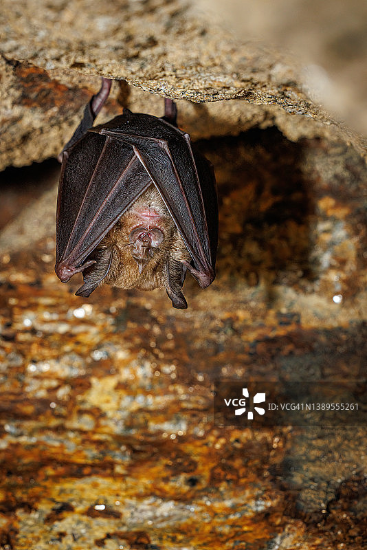 大蹄蝠图片素材