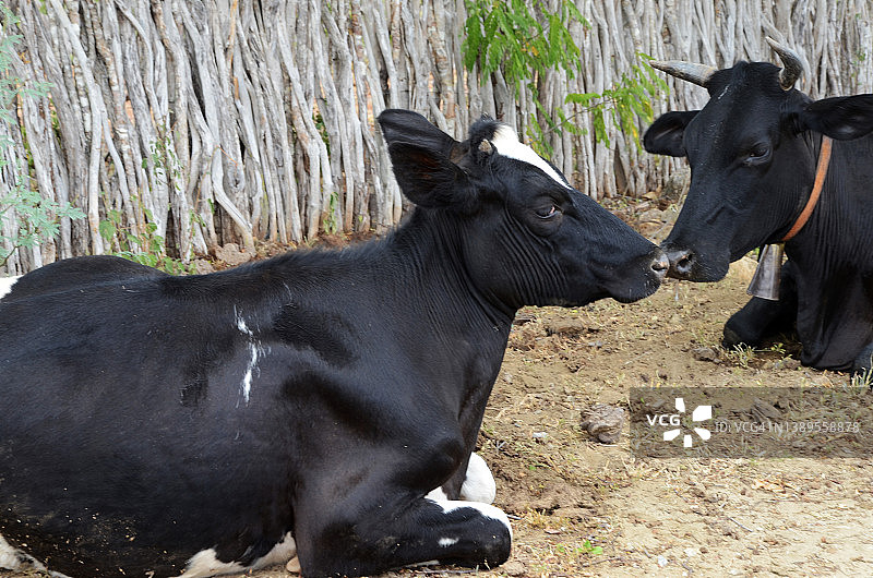 休息中的黑色牛群图片素材