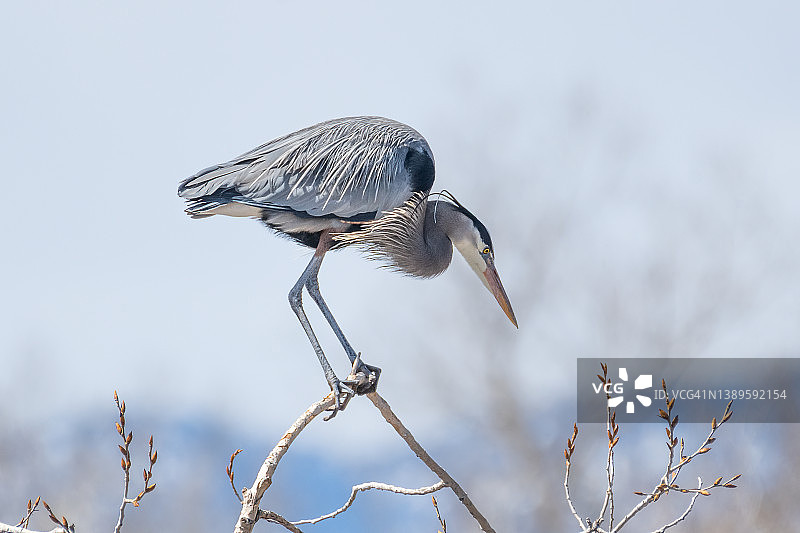 大蓝鹭尝试寻找更多树枝来建造和加固巢穴图片素材