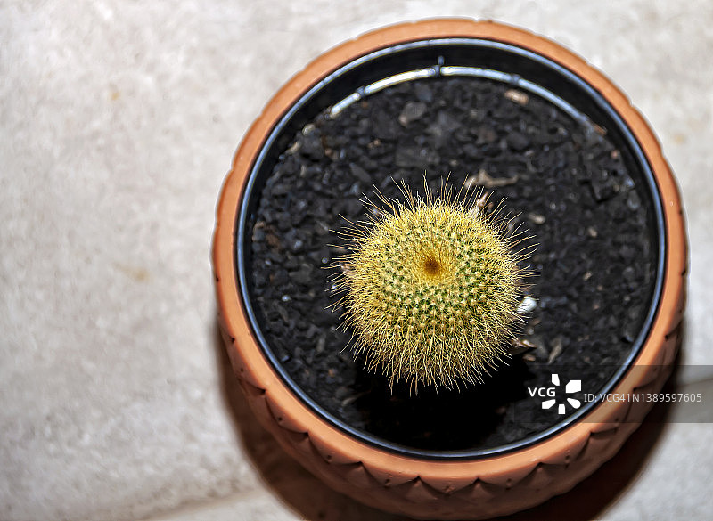 从上方看，盆栽中的刺猬仙人掌图片素材