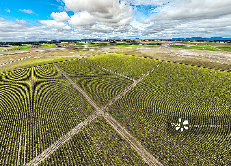 斯卡吉特河谷华盛顿州水仙花田鸟瞰图图片素材
