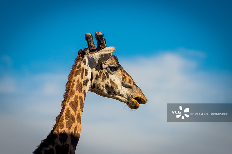 马赛长颈鹿图片素材