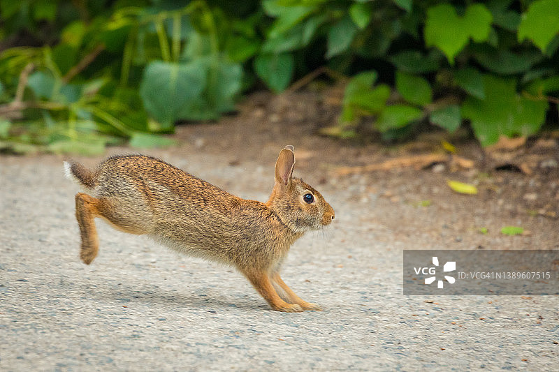 兔子跳跃图片素材