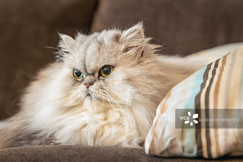 沙发上的猫图片素材