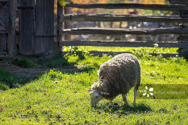 放牧绵羊图片素材