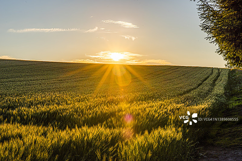 日本北海道美瑛拼布之路的著名地标：柔和七星山丘的风景图片素材
