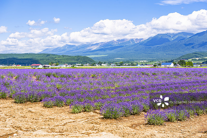 日本北海道薰衣草东花园夏季的薰衣草田风景图片素材
