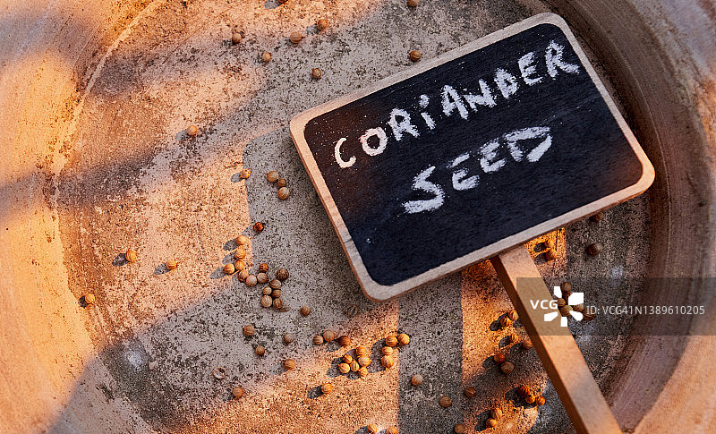 香菜种子图片素材