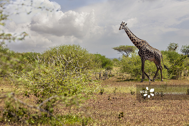 坦桑尼亚塞伦盖蒂国家公园的长颈鹿图片素材