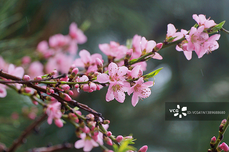 油桃花图片素材