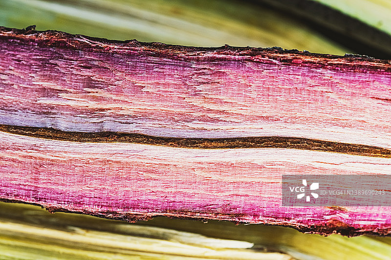 紫心木图片素材