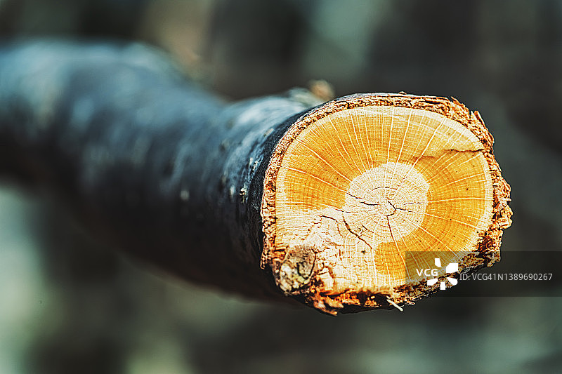 砍树枝图片素材