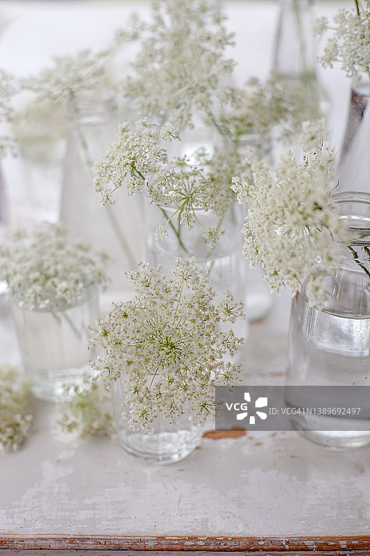 野胡萝卜家居装饰图片素材