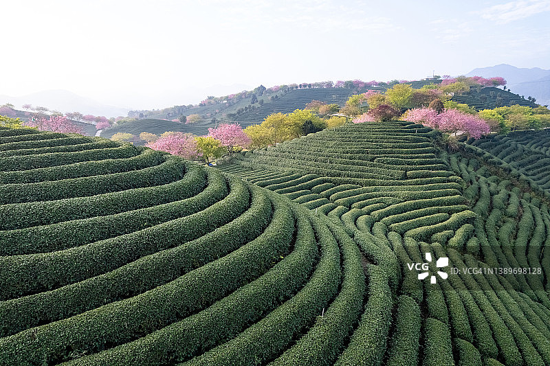 春季山间茶园图片素材