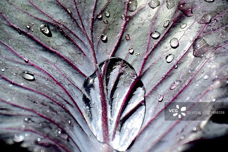 带有水滴的紫色卷心菜叶图片素材