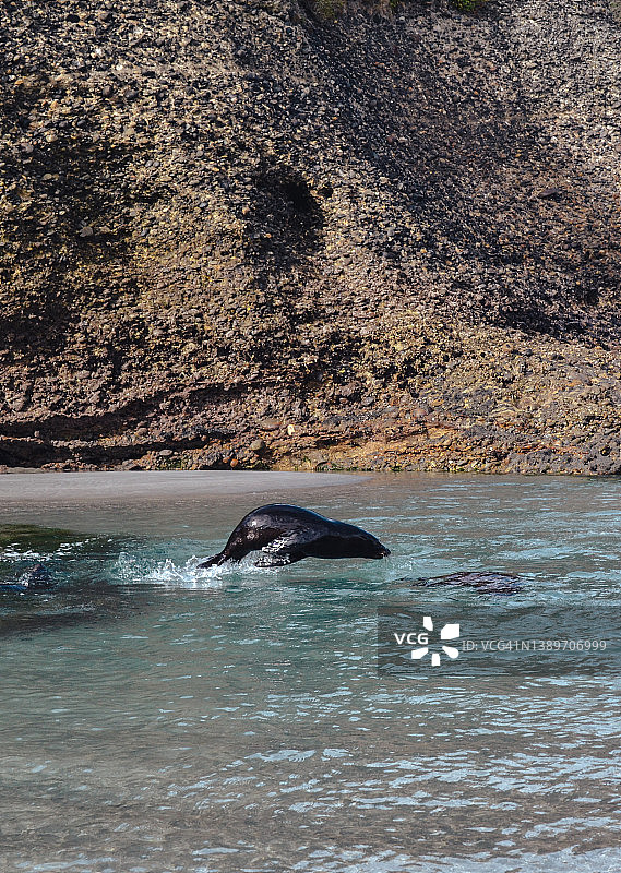 新西兰瓦拉里基海滩上的海狮图片素材