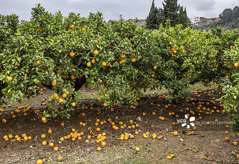 橘子园的乡村风光，地上有许多橘子图片素材