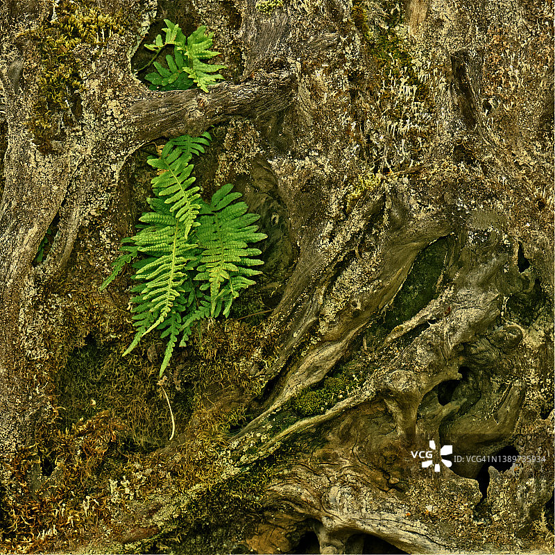 森林蕨类植物抽象图片素材