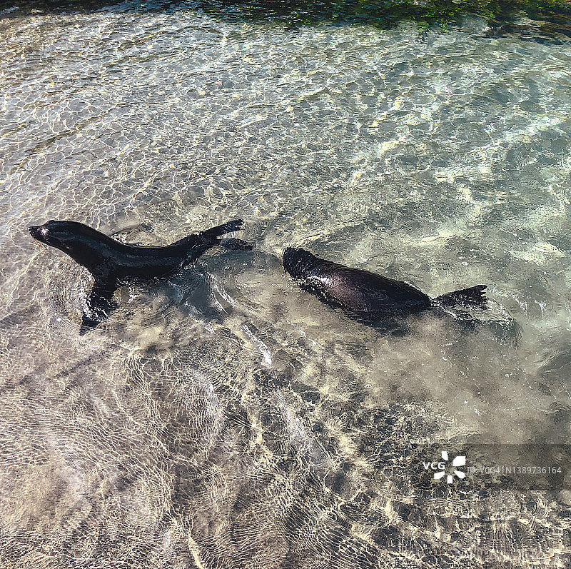 新西兰瓦拉里基海滩上的海狮图片素材