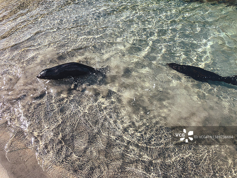 新西兰瓦拉里基海滩上的海狮图片素材